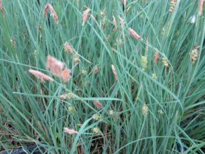 Carex panicea Carnation grass Carnation sedge 9cm