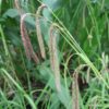 Carex pendula Pendulous sedge 9cm