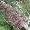 Phragmites australis Norfolk reed
