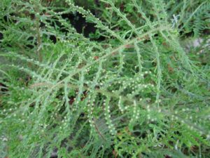 Dryopteris filix-mas 'Linearis' Slender crested male fern 9cm