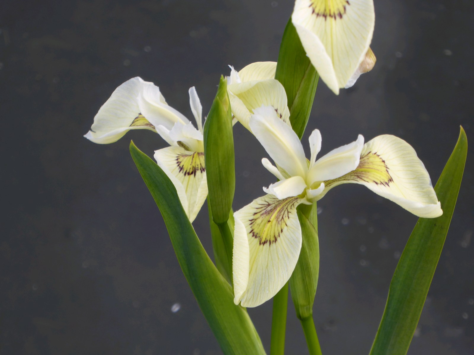 Iris pseudacorus 'Alba'