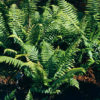 Dryopteris wallichiana Alpine wood fern 9cm