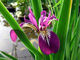 Iris versicolor 'Kermesina' Northern Blue Flag  9 cm