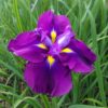 Iris ensata 'Eileen's Dream' Japanese clematis iris  9 cm
