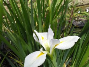 Iris louisiana 'Her Highness' 9 cm