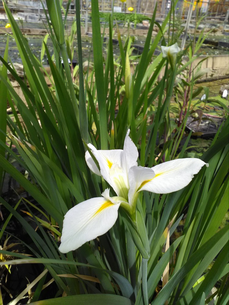 Iris louisiana 'Her Highness' 9 cm