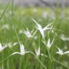 Dichromena colorata Star grass 9 cm