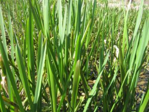 Glyceria maxima Reed sweet grass  9 cm