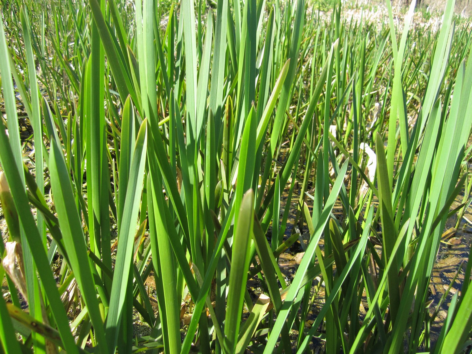 Glyceria maxima Reed sweet grass - Artisan Aquatics
