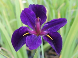 Iris louisiana 'Black Gamecock' 9 cm