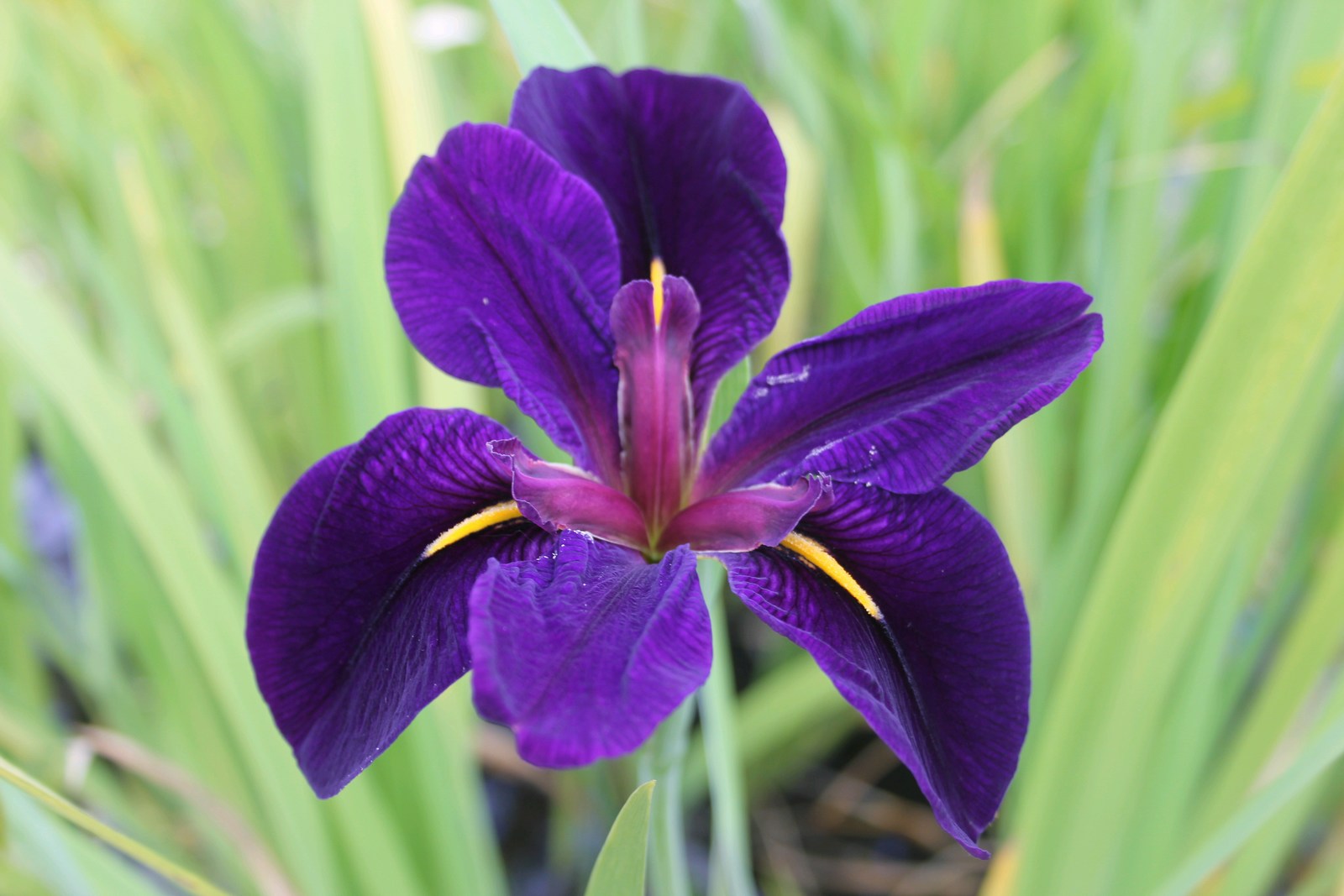 Iris louisiana 'Black Gamecock' 9 cm