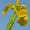 Iris pseudacorus Yellow flag  9cm