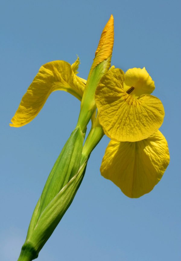 Iris pseudacorus Yellow flag  9cm