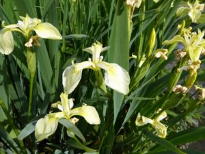 Iris pseudacorus bastardii  9 cm