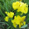 Iris pseudacorus 'Flore Pleno' Double yellow flag  9 cm
