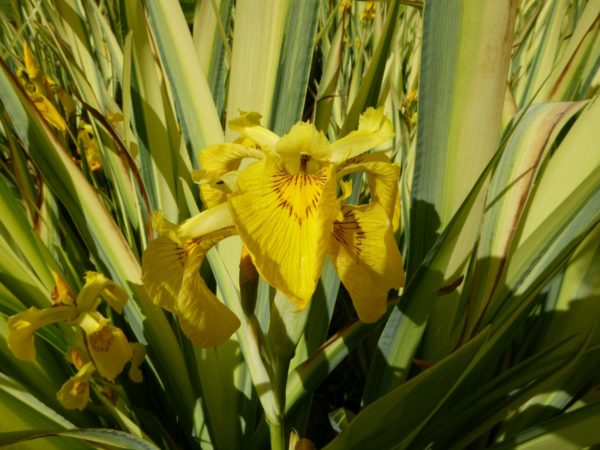 Iris pseudacorus 'Variegata' Variegated yellow flag 9 cm