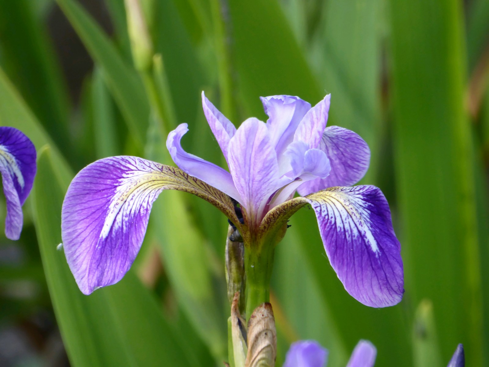 Iris versicolor Blue flag Poison flag 9cm