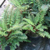 Polystichum polyblepharum Japanese tassel fern 9 cm