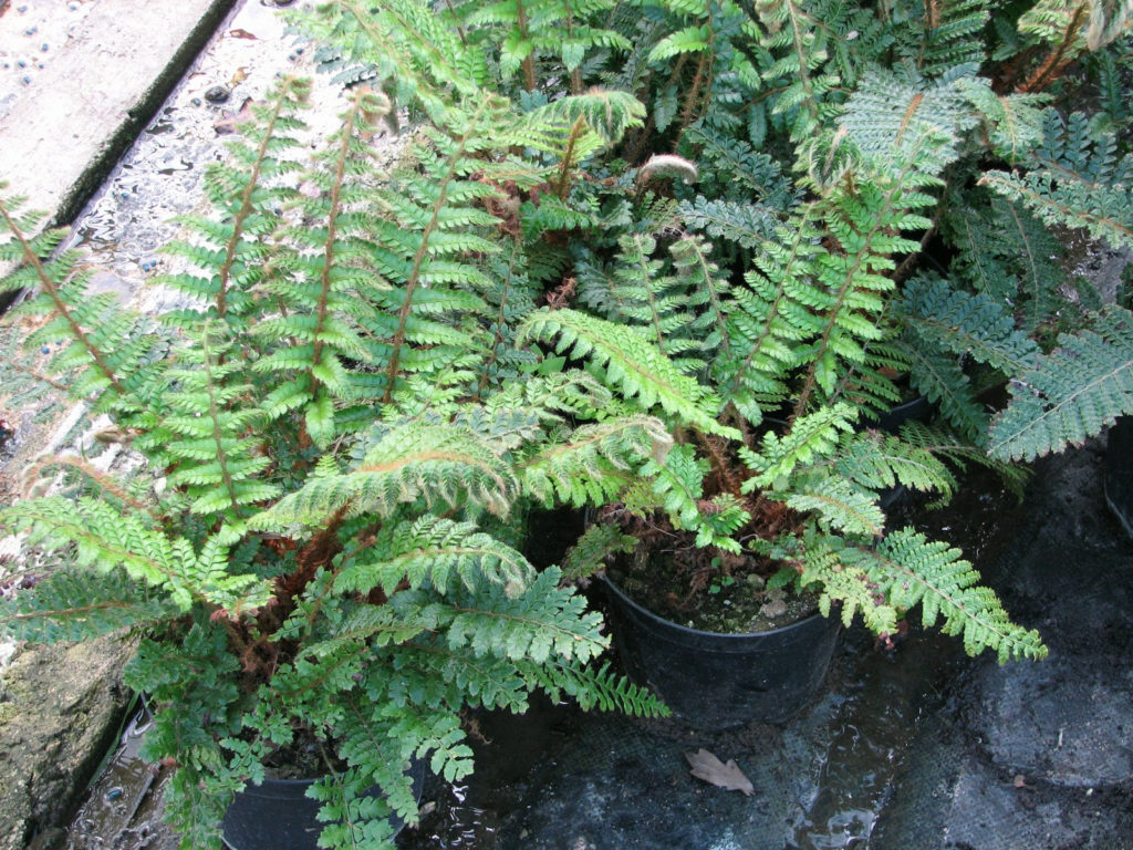 Dryopteris erythrosora Japanese wood fern Artisan Aquatics