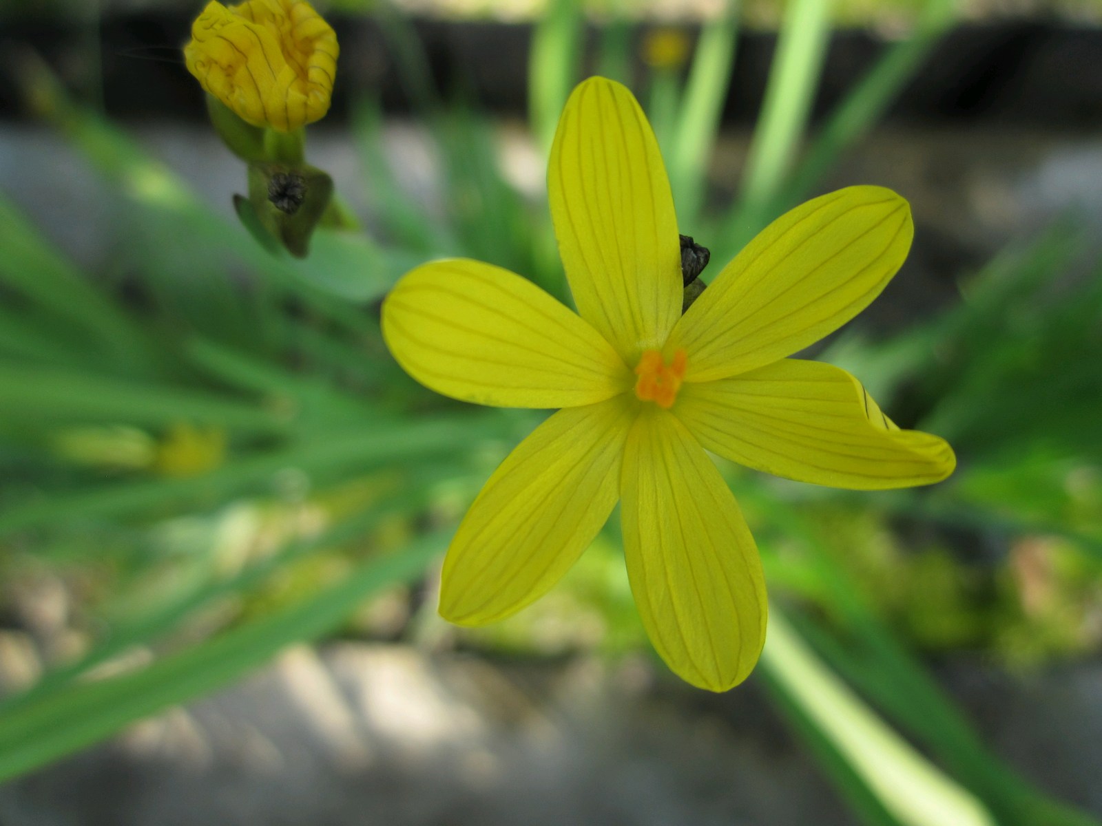 Sisyrinchium californicum Yellow eyed grass 9 cm
