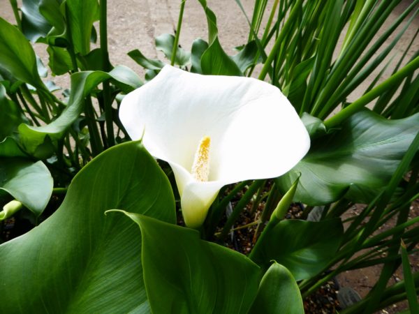 Zantedeschia aethiopica 'Crowborough' Arum lily  9 cm
