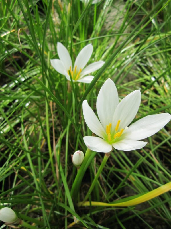 Zephyranthes candida White rain lily 3 x 9 cm