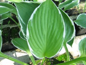Hosta 'Francee' Plantain lily 'Francee'  9 cm