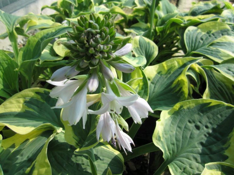 Hosta 'Wide Brim' Plantain lily - Artisan Aquatics