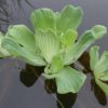 Pistia stratiotes Water lettuce