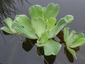 Pistia stratiotes Water lettuce