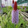 Primula vialii Vial's primrose  9 cm