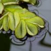 Salvinia natans Floating watermoss