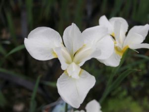 Iris sibirica 'Snow Queen' Siberian iris Snow Queen  9 cm