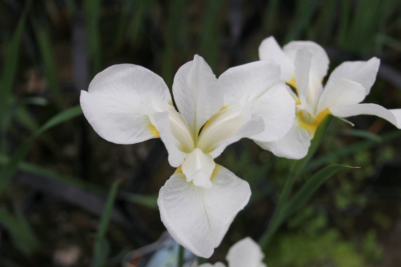Iris sibirica 'Snow Queen' Siberian iris Snow Queen  9 cm
