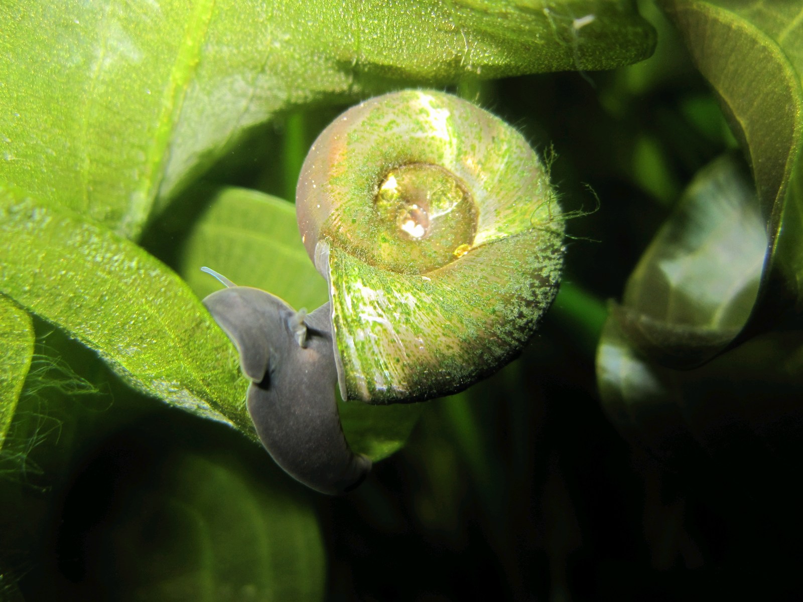 Ramshorn snails - Planorbis corn