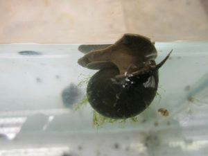 Trapdoor snails - Viviparus viv