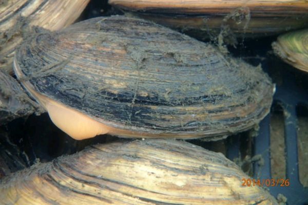 Swan mussels