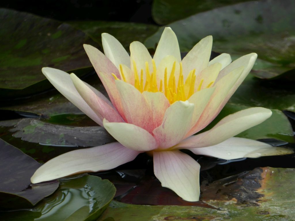 Nymphaea Xiafei Dwarf Water Lily - Artisan Aquatics