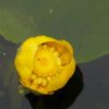 Nuphar lutea Brandy bottle Yellow water lily