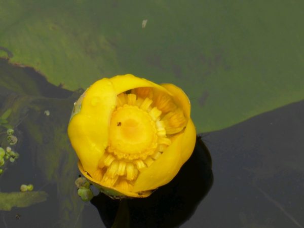 Nuphar lutea Brandy bottle Yellow water lily