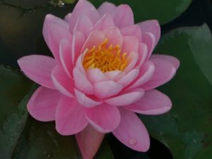 Nymphaea Pink Peony Water Lily