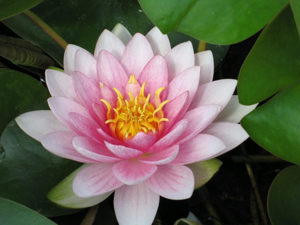 Nymphaea Hollandia Water Lily - Artisan Aquatics