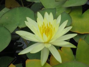Nymphaea Colonel A J Welch Water Lily