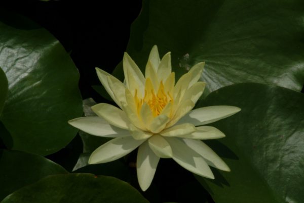 Nymphaea Yellow Sensation Water Lily