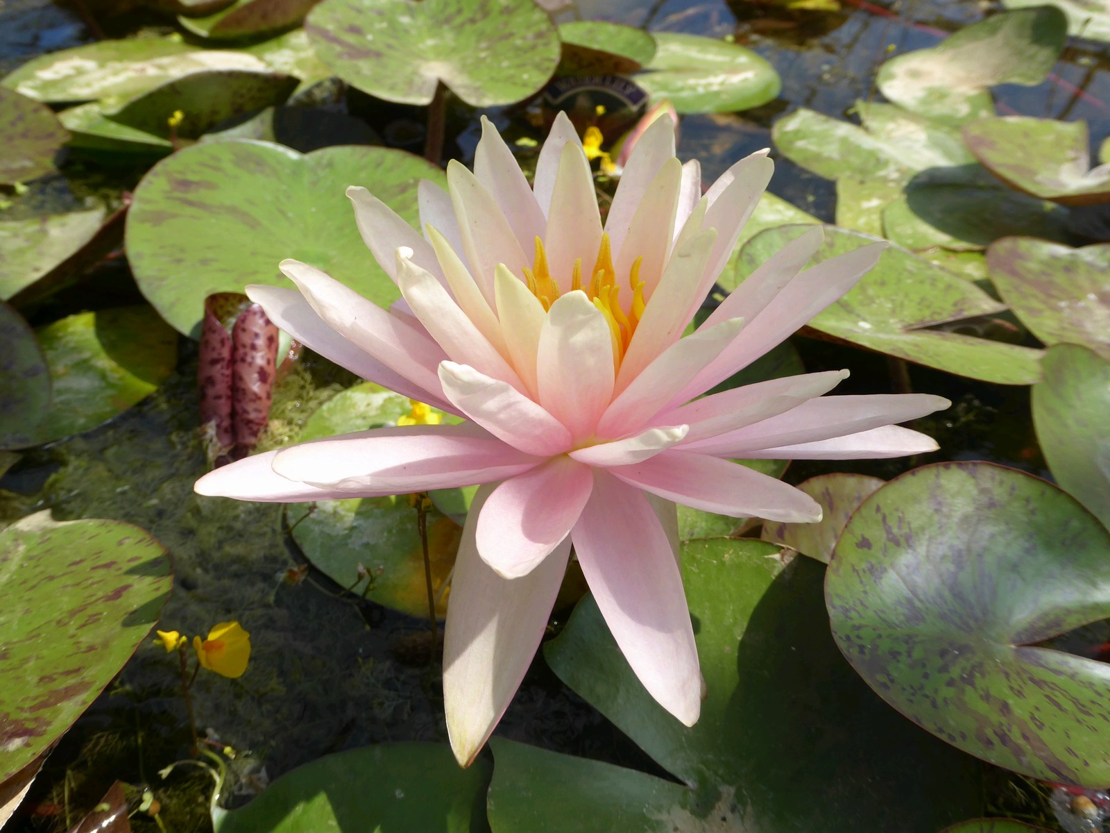 Nymphaea Catchwater Dream Water Lily