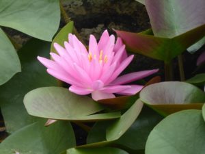 Nymphaea Rose Arey Water Lily