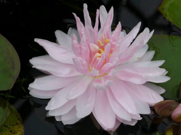 Nymphaea Gloire de Temple Sur Lot Water Lily