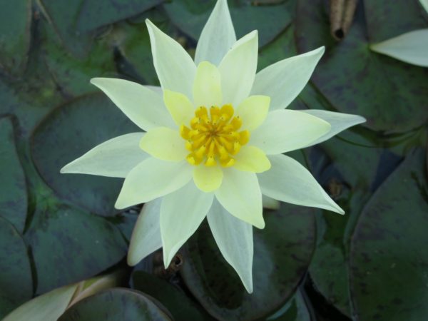 Nymphaea Pygmaea helvola Dwarf Water Lily 1 Litre