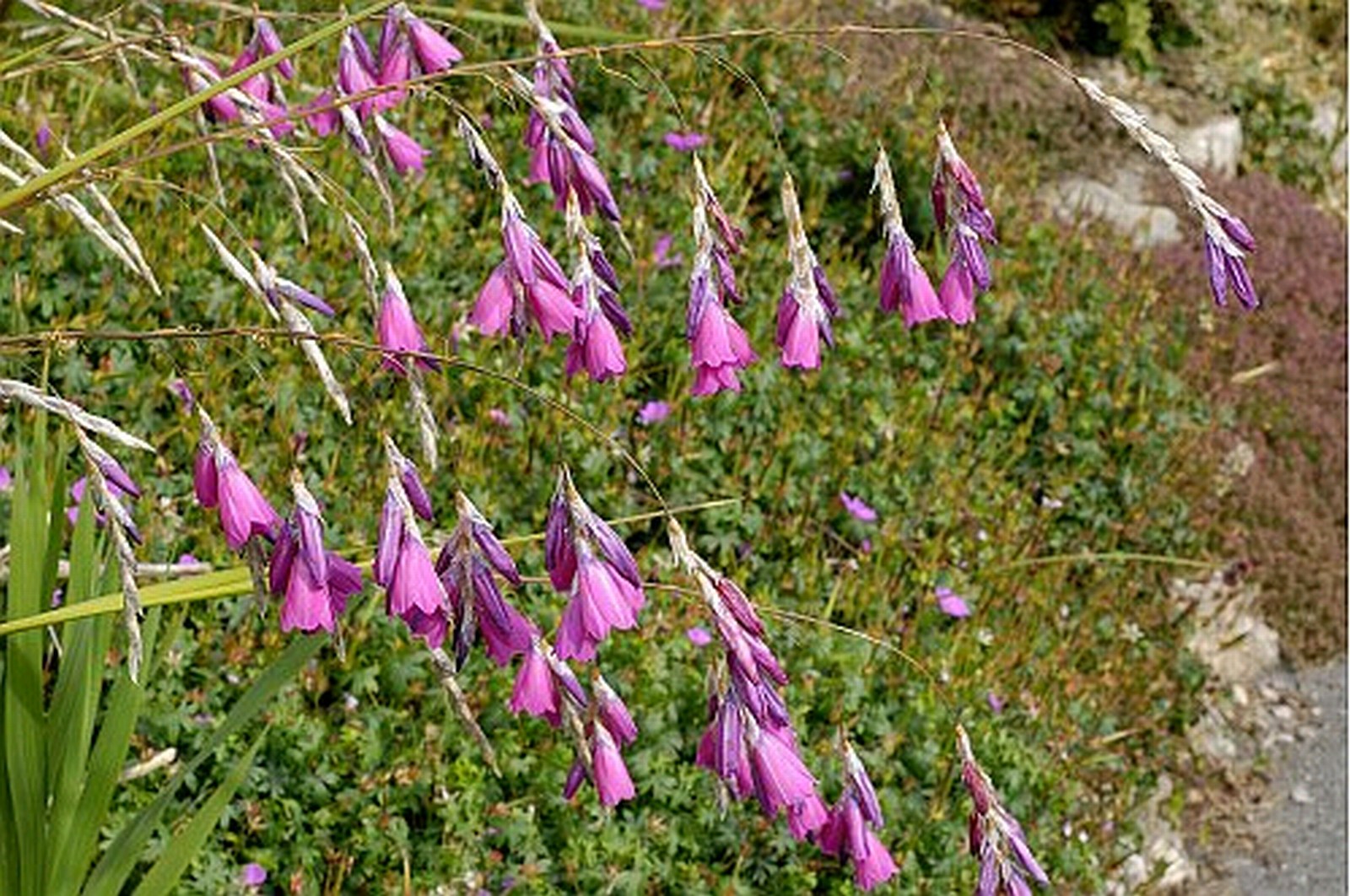 Dierama pulcherrimum Angel's fishing rod