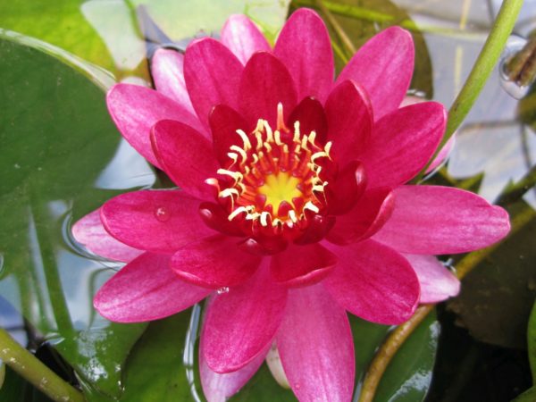 Nymphaea Perry's Baby Red Dwarf WaterLily 1 Litre
